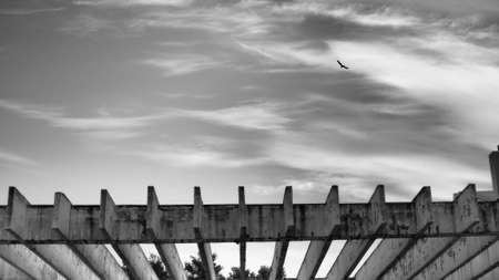 Bird flies through the urban skyの写真素材