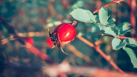 Red Rose Hip in Autumnの写真素材