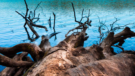 Cut off and fall Tree in turquoise water in a lake in the Plitvice National Park