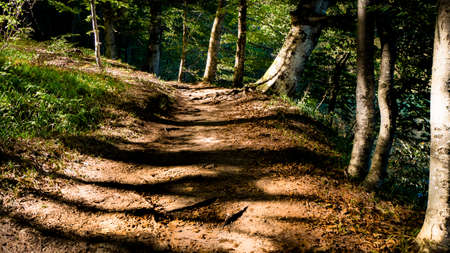Tranquil path next to Lake Kozjak through the beautiful Forest of Plitvice National Park