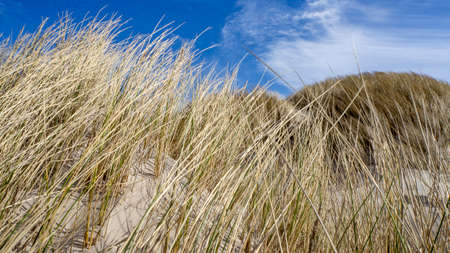 Danish Coast and Beach Line in Gronhoj, near Lokken, North Denmarkの写真素材