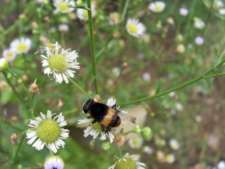 White flowers and beeの写真素材