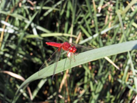 Red Dragonflyの写真素材
