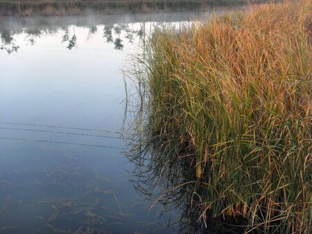 Autumn reedsの写真素材