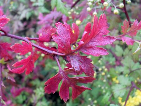 red wormwoodの写真素材