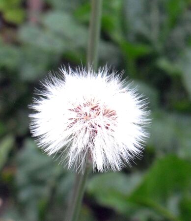 white pomponの写真素材