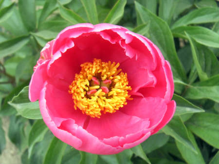 peony flowerの写真素材