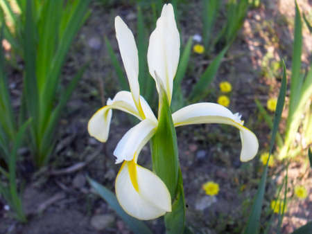 irisの写真素材