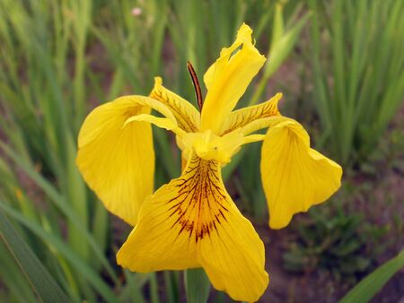 iris