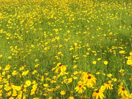 rudbeckiaの写真素材
