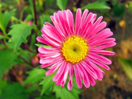 green chrysanthemumの写真素材