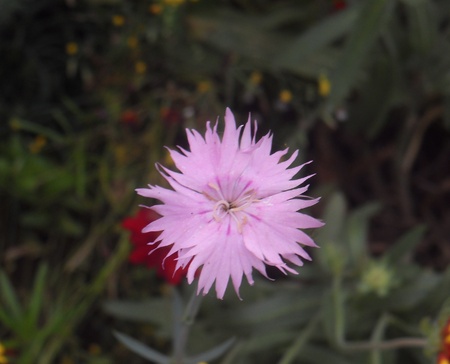 pink  dianthus chinensisの写真素材
