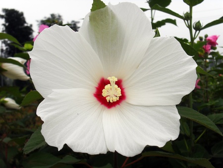 Okra flowerの写真素材