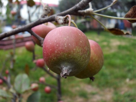 Crab appleの写真素材