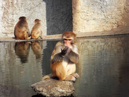 Palmistry monkeyの写真素材