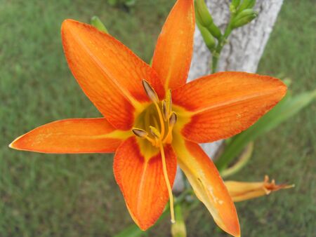 Yellow  Hemerocallis fulvaの写真素材