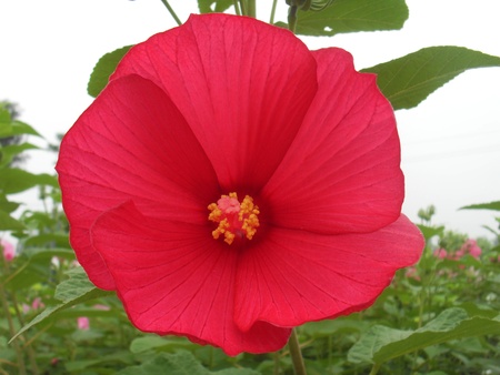Okra flowerの写真素材