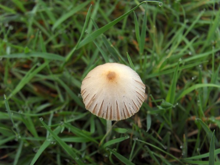 mushroomの写真素材