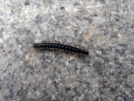 Spirobolus bungiiの写真素材