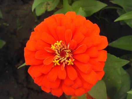 zinniaの写真素材