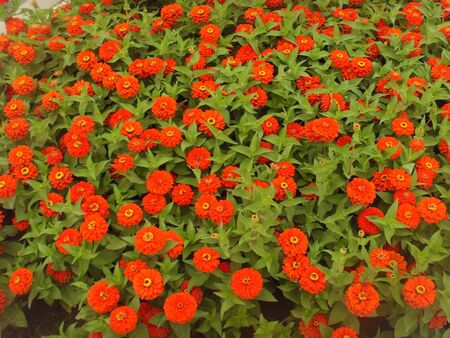 zinniaの写真素材