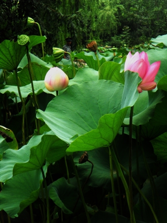 lotusの写真素材