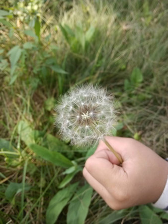 Closeup of dandelionの写真素材