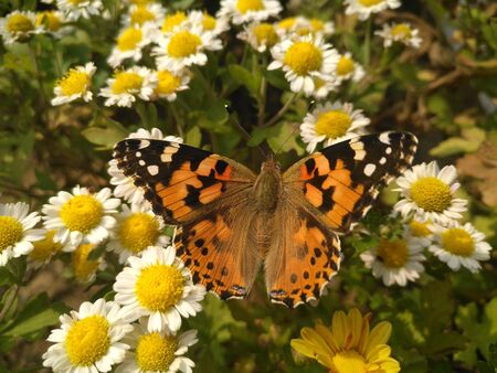 Butterfly on flowerの写真素材