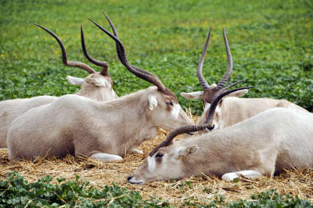 Antelope in a zoo safari in Israel の写真素材