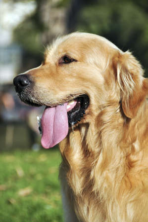 Beautiful dog on green lawn in the Yarkon PARK