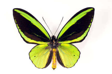Dried unfolding of a butterfly on a white background