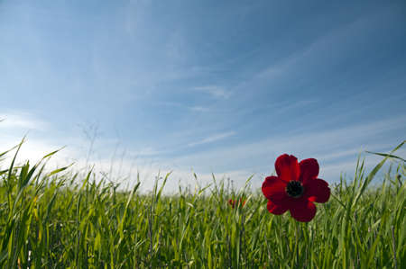 red poppies on a background of grass and skyの写真素材