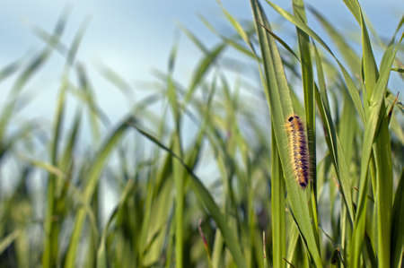 caterpillar on the grass against the skyの写真素材