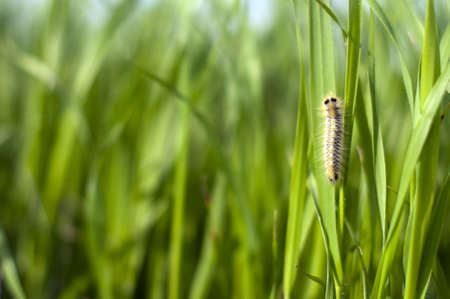 caterpillar on the grass against the skyの写真素材
