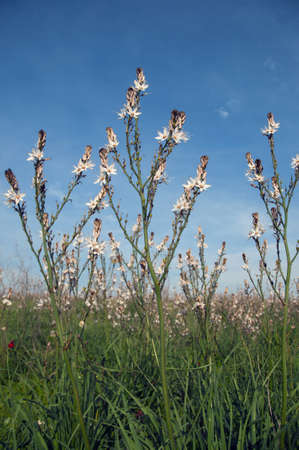 white flowers against blue sky with cloudsの写真素材