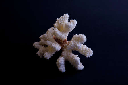 sprig of coral on a black backgroundの写真素材