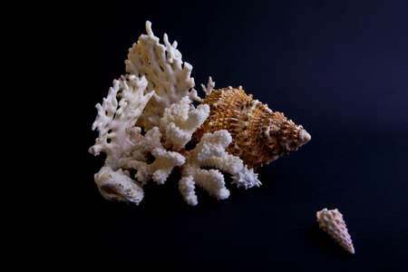 shells and coral on a black backgroundの写真素材