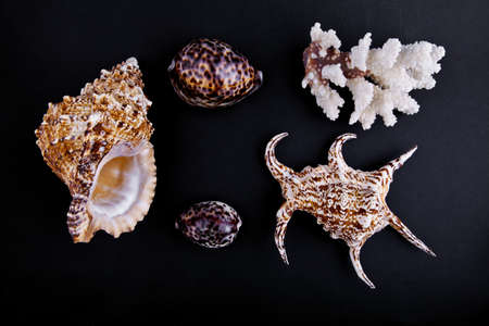 shells and coral on a black backgroundの写真素材