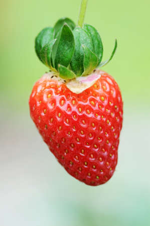 A fresh unpluck strawberry with nice saturated colerの写真素材
