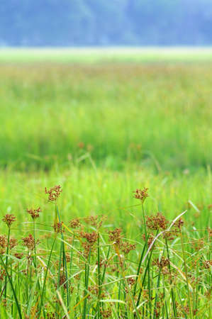 Green paddyfield in vertical の写真素材