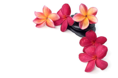 ピンクプルメリアの写真 イラスト素材一覧 23 878件 ストックフォトのamanaimages Plus