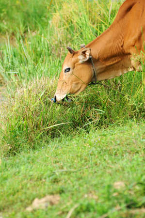 Cow eat grass isolated in green fieldの写真素材
