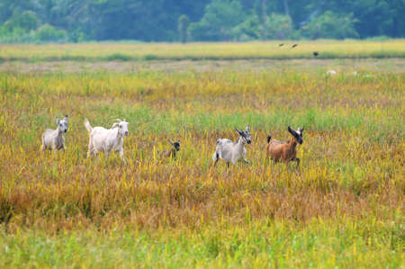 Group of goat cross the paddy field isolated ripe paddy field and flying bird in backgroundのeditorial素材
