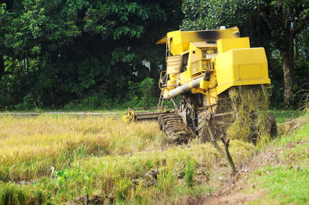 Working paddy harvest machine from back on paddy fieldのeditorial素材