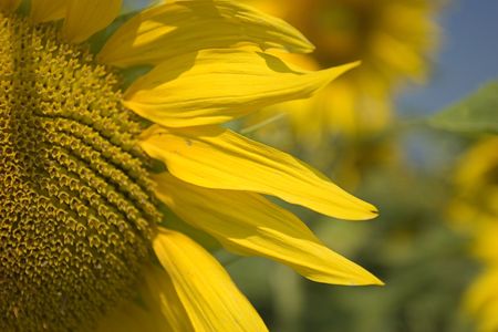 Sunflower seriesの写真素材