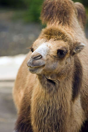 Camel Portraitの写真素材