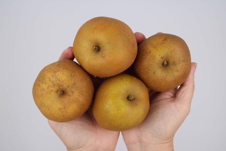 Brown apples held in hands on white backgroundの写真素材