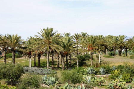Palm trees in recreational park on a sunny dayの写真素材