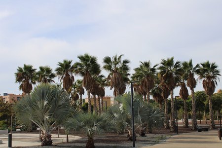 Different types of palm trees in recreational park in the cityの写真素材