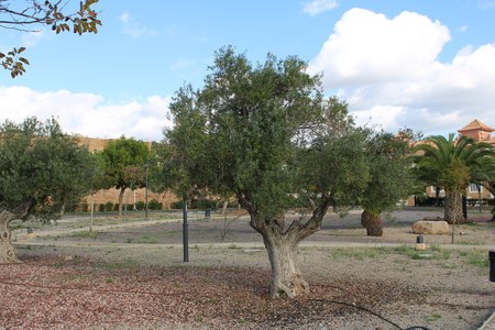 Olive trees in a recreational park with cement roads and palm treesの写真素材